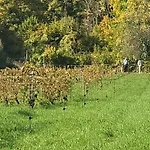 Vila Les Vignes - A 1 Mn De Metz Plappeville