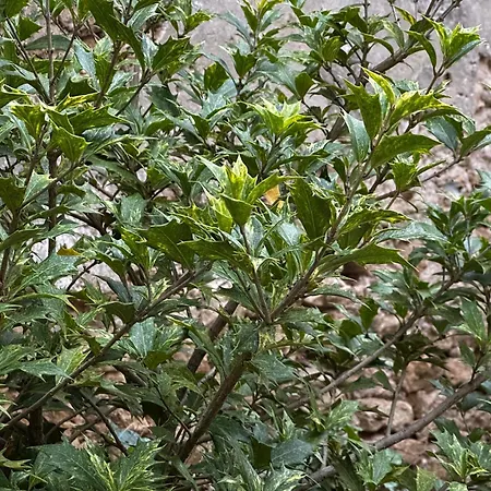 Les Vignes - A 1 Mn De Metz Villa *
