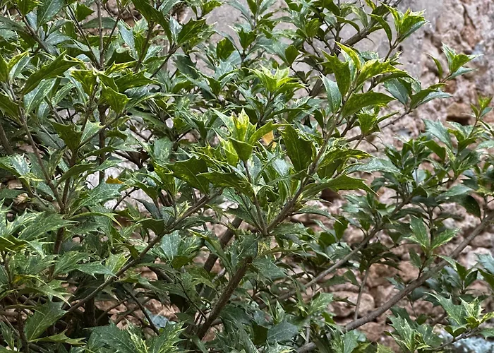 Les Vignes - A 1 Mn De Metz Villa *